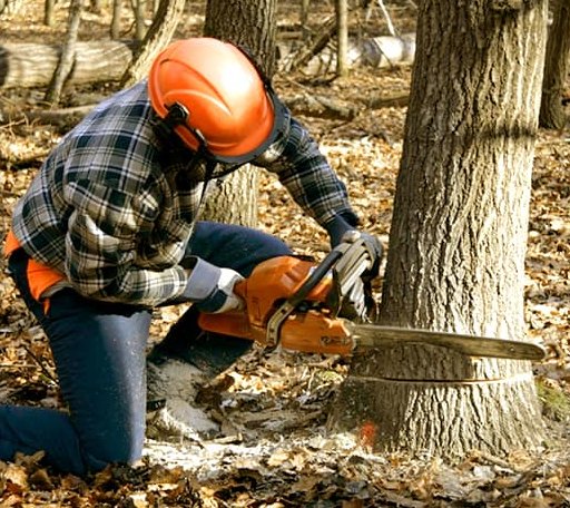 Tree Removal in Warriors Mark, PA